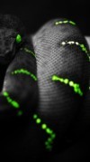 Doughter of the Snake